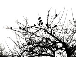 Birds on Tree Black silhouette