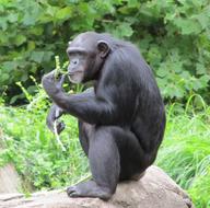 goodly Chimpanzee Monkey Sitting