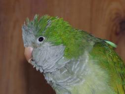 Parrot Argentina Bird close-up on blurred background