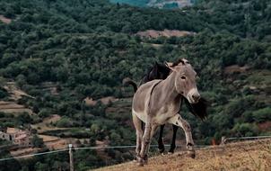 donkey on a farm in the mountains