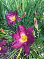 Day Lily Hemerocallis Flower