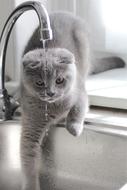 Domestic Cat Water play