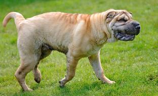 sharpei puppy runs on the meadow