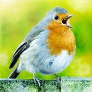 Drawing Colored Pencil bird