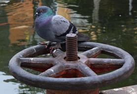 dove on a large metal valve near the water