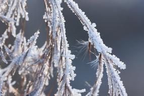 Hoarfrost Frost Winter