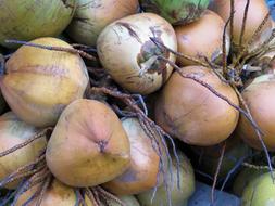 ripe coconuts in the skin