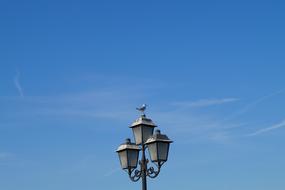 Blue Gull Bird and lamp