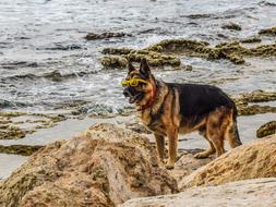 fabulous Dog Glasses Yellow