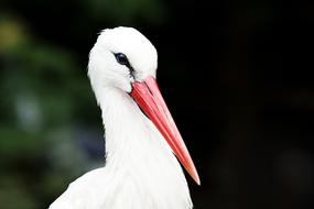 impressively beautiful A White Stork