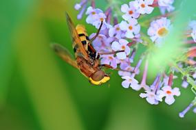 macro photo of flower fly on summer lilac