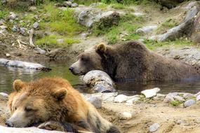 goodly Bear Animal Zoo