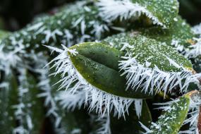 Winter Frost Nature