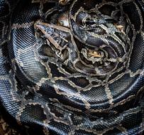 black tropical python close-up