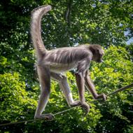 Spider Monkey climbing on rope at greenery