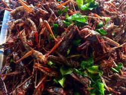 fabulous Grasshoppers Insect Thailand