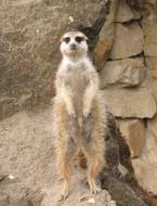 small Meerkat Animal