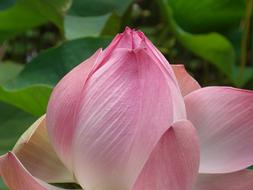 Blossom Bloom Pink Nuphar