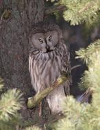 Great Grey Owl Bird