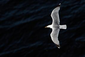 Gull Bird fly