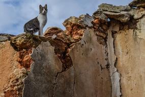 Cat on Wall