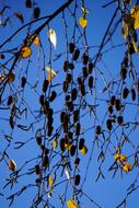 Autumn lonely branches against the sky