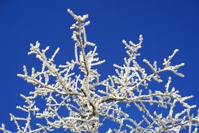 frozen tree branches against the sky