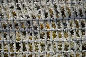 ice on the sprouts on the fence