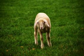 goodly Lamb Meadow