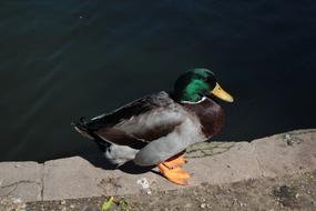 stunningly beautiful Duck Male Wild