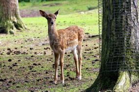 fabulous Roe Deer