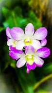 beautiful flowers in the garden in spring