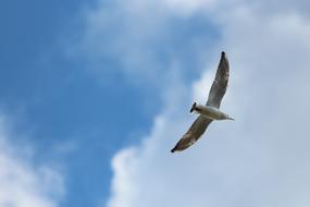 seagull flies high in the sky