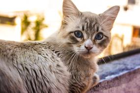 goodly Cat Pet