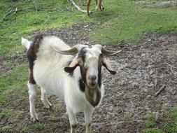 Survival Goat