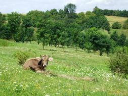 lonely cow lying on the grass