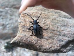 fabulous black Insect