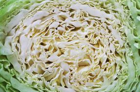 sliced ripe cabbage is delicious