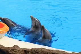 goodly Dolphins Herd