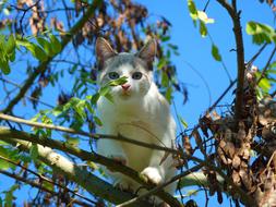 kitten on a tree in the shade