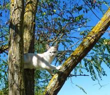 goodly Cat Petit