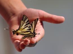 Butterflies Hand