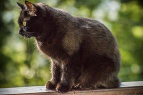 fat Black Cat sits at green bokeh background