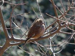 fabulous Sparrow Branch