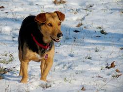 stunningly beautiful Dog Snow Fun