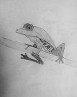 Frog as a Drawing