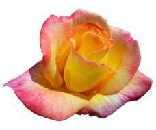 rose blossom bloom multi coloured
