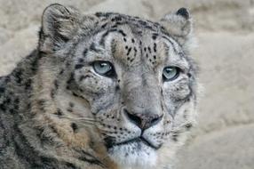 Snow Leopard animal Portrait
