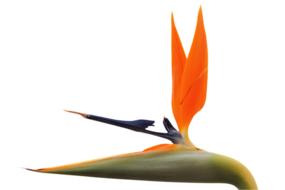 caudata blossom bloom exotic