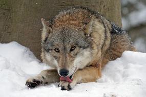 a beautiful wolf in the snow